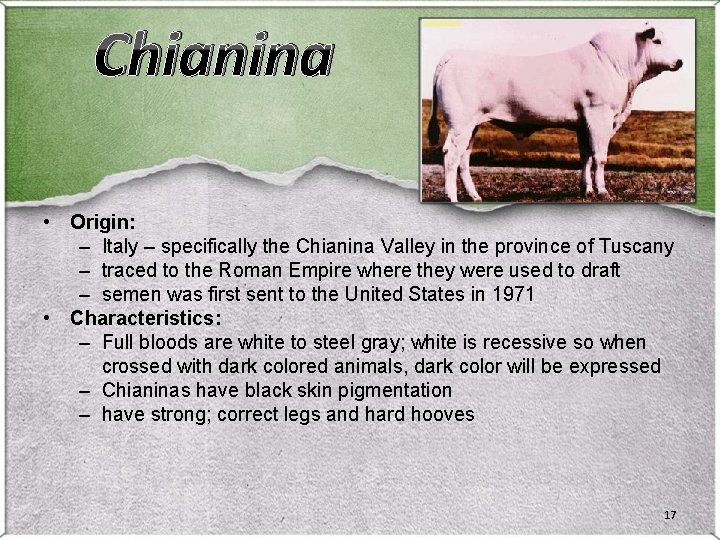 Chianina • Origin: – Italy – specifically the Chianina Valley in the province of Chianina • Origin: – Italy – specifically the Chianina Valley in the province of