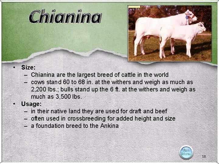 Chianina • Size: – Chianina are the largest breed of cattle in the world Chianina • Size: – Chianina are the largest breed of cattle in the world