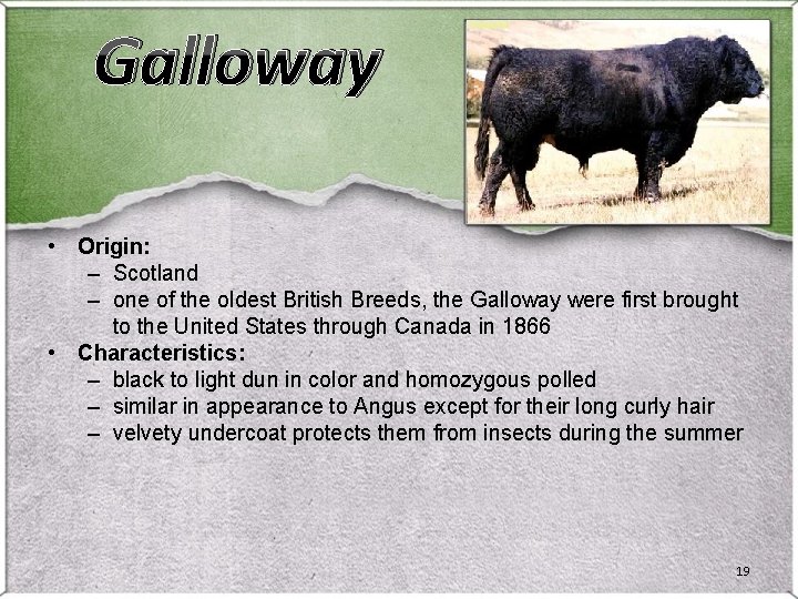 Galloway • Origin: – Scotland – one of the oldest British Breeds, the Galloway Galloway • Origin: – Scotland – one of the oldest British Breeds, the Galloway