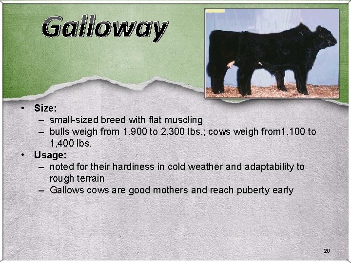 Galloway • Size: – small-sized breed with flat muscling – bulls weigh from 1, Galloway • Size: – small-sized breed with flat muscling – bulls weigh from 1,