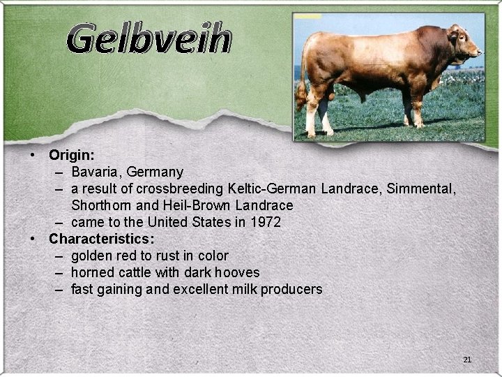 Gelbveih • Origin: – Bavaria, Germany – a result of crossbreeding Keltic-German Landrace, Simmental, Gelbveih • Origin: – Bavaria, Germany – a result of crossbreeding Keltic-German Landrace, Simmental,