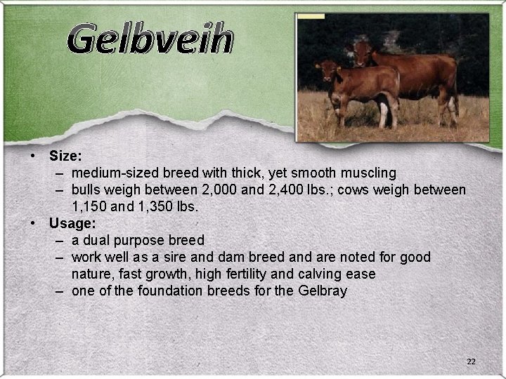 Gelbveih • Size: – medium-sized breed with thick, yet smooth muscling – bulls weigh Gelbveih • Size: – medium-sized breed with thick, yet smooth muscling – bulls weigh