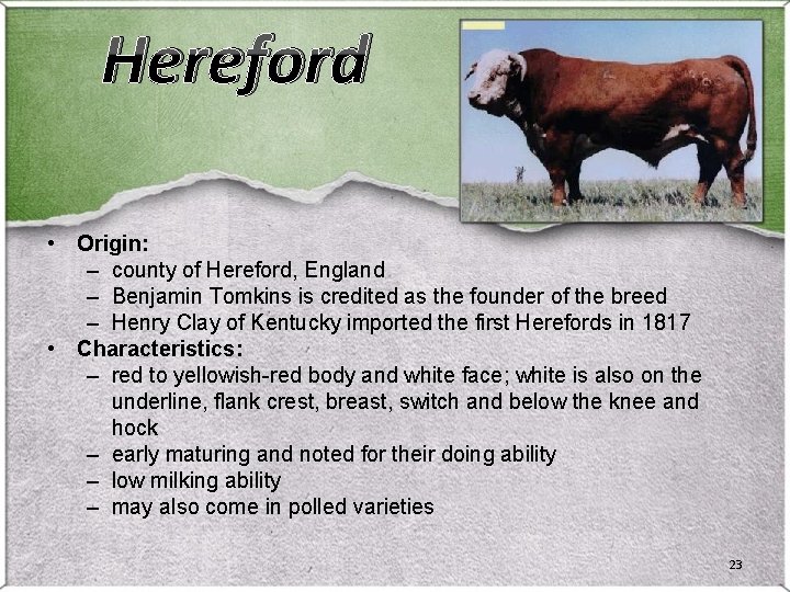 Hereford • Origin: – county of Hereford, England – Benjamin Tomkins is credited as Hereford • Origin: – county of Hereford, England – Benjamin Tomkins is credited as