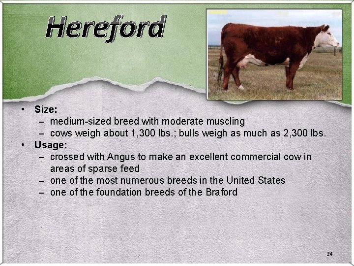 Hereford • Size: – medium-sized breed with moderate muscling – cows weigh about 1, Hereford • Size: – medium-sized breed with moderate muscling – cows weigh about 1,