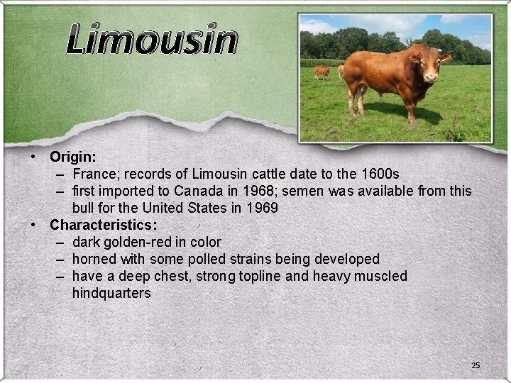 Limousin • Origin: – France; records of Limousin cattle date to the 1600 s Limousin • Origin: – France; records of Limousin cattle date to the 1600 s