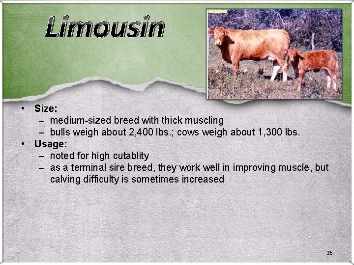 Limousin • Size: – medium-sized breed with thick muscling – bulls weigh about 2, Limousin • Size: – medium-sized breed with thick muscling – bulls weigh about 2,