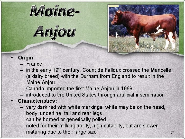Maine. Anjou • Origin: – France – in the early 19 th century, Count Maine. Anjou • Origin: – France – in the early 19 th century, Count