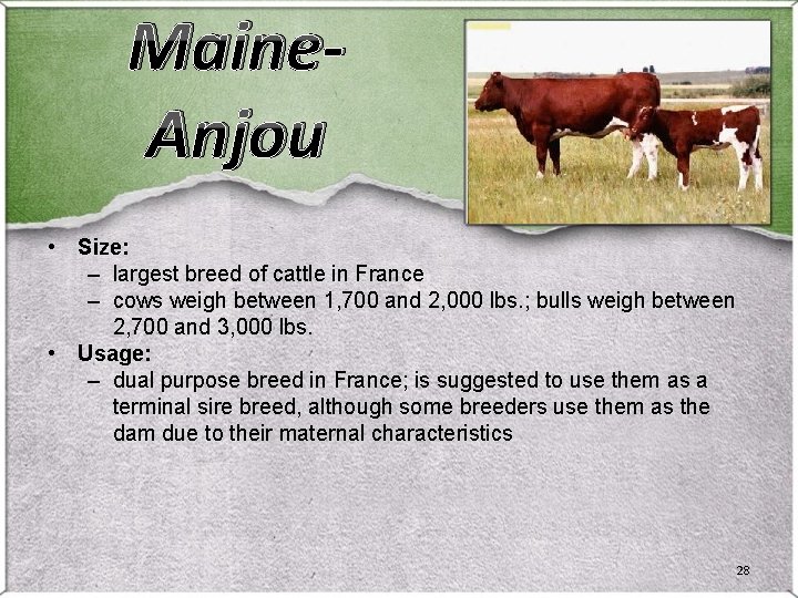 Maine. Anjou • Size: – largest breed of cattle in France – cows weigh Maine. Anjou • Size: – largest breed of cattle in France – cows weigh
