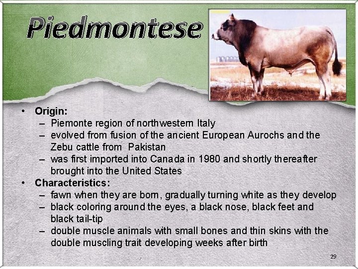Piedmontese • Origin: – Piemonte region of northwestern Italy – evolved from fusion of Piedmontese • Origin: – Piemonte region of northwestern Italy – evolved from fusion of