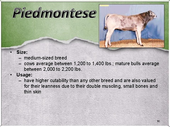Piedmontese • Size: – medium-sized breed – cows average between 1, 200 to 1, Piedmontese • Size: – medium-sized breed – cows average between 1, 200 to 1,