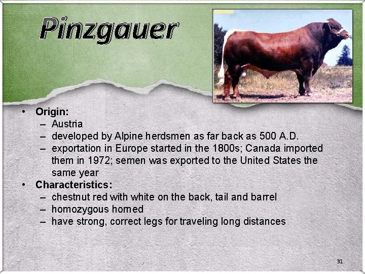 Pinzgauer • Origin: – Austria – developed by Alpine herdsmen as far back as Pinzgauer • Origin: – Austria – developed by Alpine herdsmen as far back as