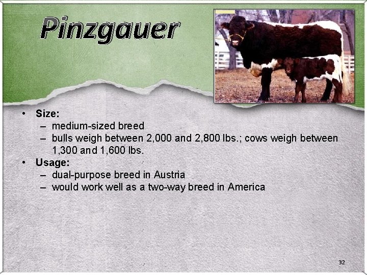 Pinzgauer • Size: – medium-sized breed – bulls weigh between 2, 000 and 2, Pinzgauer • Size: – medium-sized breed – bulls weigh between 2, 000 and 2,