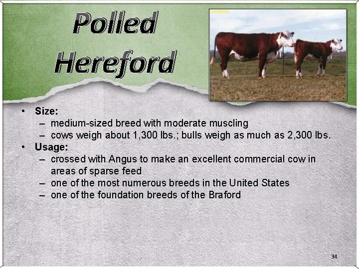 Polled Hereford • Size: – medium-sized breed with moderate muscling – cows weigh about Polled Hereford • Size: – medium-sized breed with moderate muscling – cows weigh about
