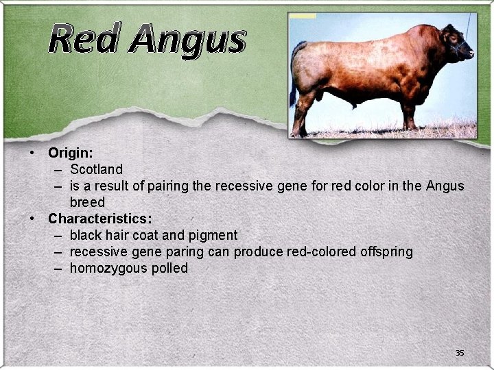 Red Angus • Origin: – Scotland – is a result of pairing the recessive Red Angus • Origin: – Scotland – is a result of pairing the recessive