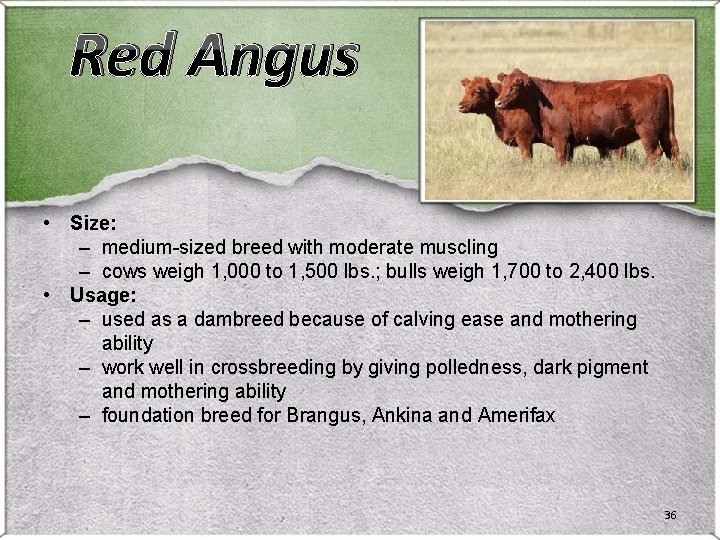 Red Angus • Size: – medium-sized breed with moderate muscling – cows weigh 1, Red Angus • Size: – medium-sized breed with moderate muscling – cows weigh 1,