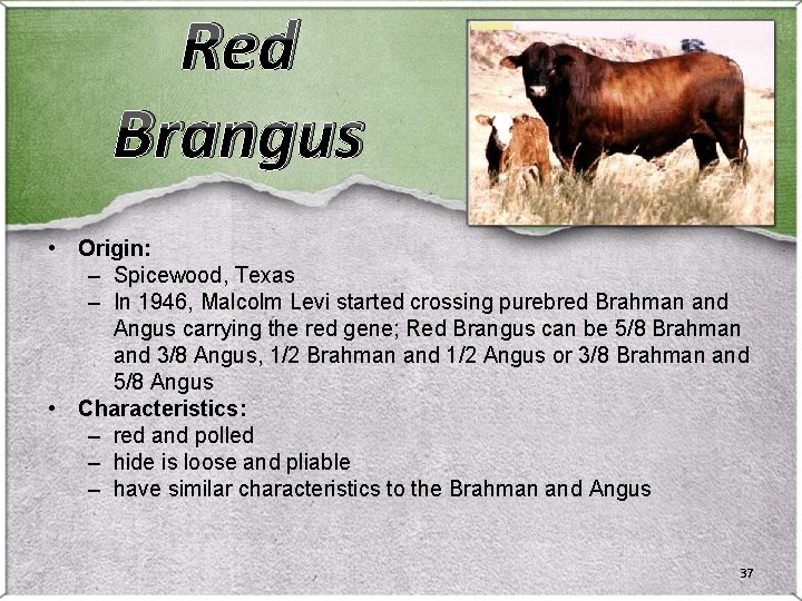 Red Brangus • Origin: – Spicewood, Texas – In 1946, Malcolm Levi started crossing Red Brangus • Origin: – Spicewood, Texas – In 1946, Malcolm Levi started crossing