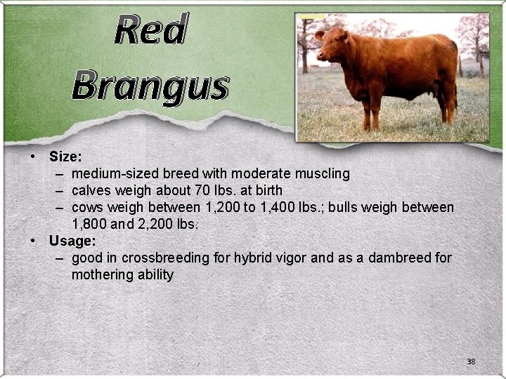 Red Brangus • Size: – medium-sized breed with moderate muscling – calves weigh about Red Brangus • Size: – medium-sized breed with moderate muscling – calves weigh about