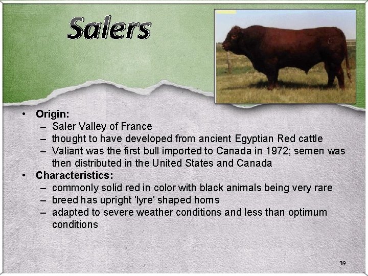 Salers • Origin: – Saler Valley of France – thought to have developed from Salers • Origin: – Saler Valley of France – thought to have developed from