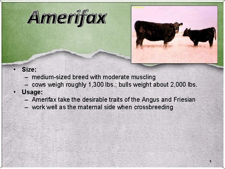 Amerifax • Size: – medium-sized breed with moderate muscling – cows weigh roughly 1, Amerifax • Size: – medium-sized breed with moderate muscling – cows weigh roughly 1,
