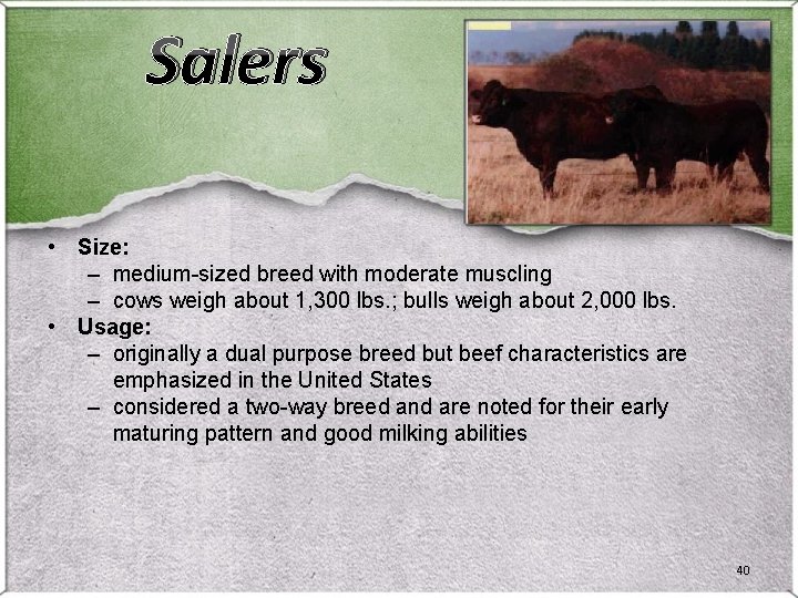 Salers • Size: – medium-sized breed with moderate muscling – cows weigh about 1, Salers • Size: – medium-sized breed with moderate muscling – cows weigh about 1,