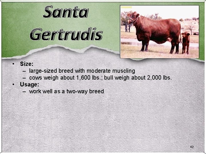 Santa Gertrudis • Size: – large-sized breed with moderate muscling – cows weigh about Santa Gertrudis • Size: – large-sized breed with moderate muscling – cows weigh about