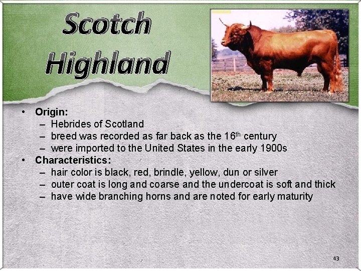Scotch Highland • Origin: – Hebrides of Scotland – breed was recorded as far Scotch Highland • Origin: – Hebrides of Scotland – breed was recorded as far