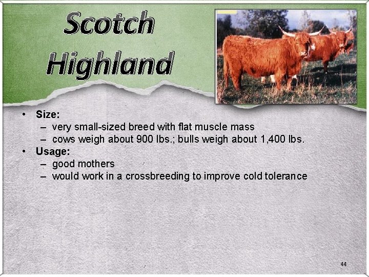 Scotch Highland • Size: – very small-sized breed with flat muscle mass – cows Scotch Highland • Size: – very small-sized breed with flat muscle mass – cows