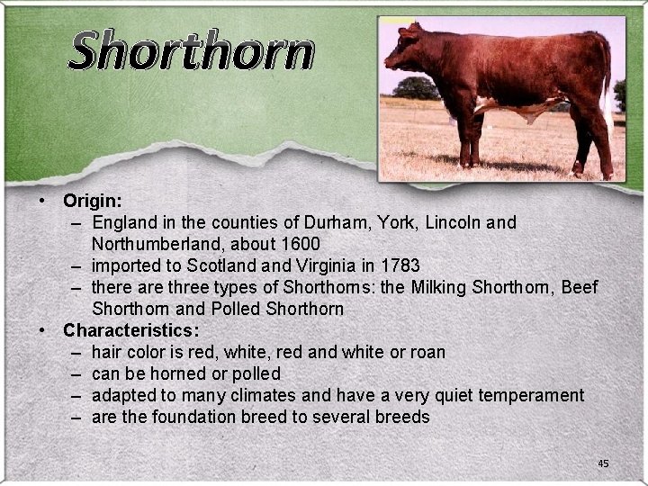 Shorthorn • Origin: – England in the counties of Durham, York, Lincoln and Northumberland, Shorthorn • Origin: – England in the counties of Durham, York, Lincoln and Northumberland,