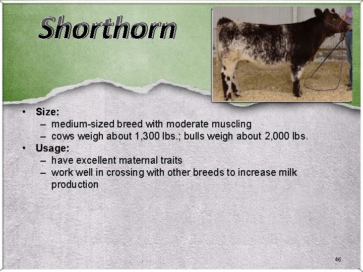 Shorthorn • Size: – medium-sized breed with moderate muscling – cows weigh about 1, Shorthorn • Size: – medium-sized breed with moderate muscling – cows weigh about 1,