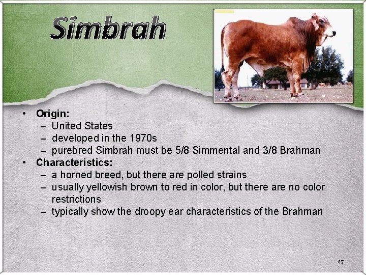 Simbrah • Origin: – United States – developed in the 1970 s – purebred Simbrah • Origin: – United States – developed in the 1970 s – purebred