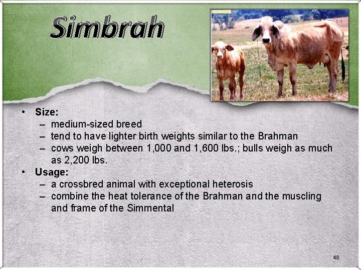 Simbrah • Size: – medium-sized breed – tend to have lighter birth weights similar Simbrah • Size: – medium-sized breed – tend to have lighter birth weights similar