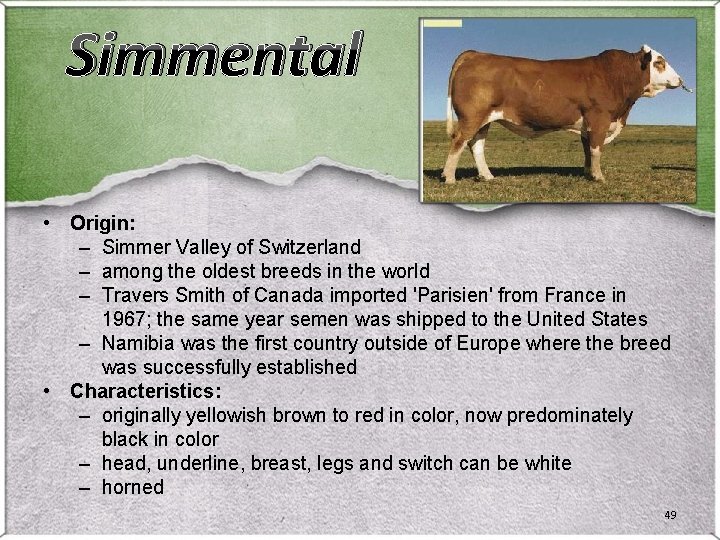Simmental • Origin: – Simmer Valley of Switzerland – among the oldest breeds in Simmental • Origin: – Simmer Valley of Switzerland – among the oldest breeds in