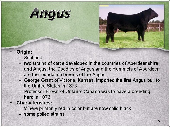 Angus • Origin: – Scotland – two strains of cattle developed in the countries Angus • Origin: – Scotland – two strains of cattle developed in the countries