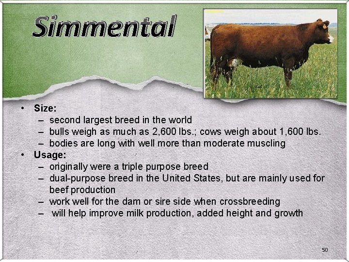 Simmental • Size: – second largest breed in the world – bulls weigh as Simmental • Size: – second largest breed in the world – bulls weigh as