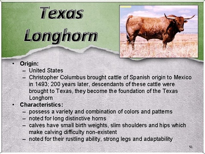 Texas Longhorn • Origin: – United States – Christopher Columbus brought cattle of Spanish Texas Longhorn • Origin: – United States – Christopher Columbus brought cattle of Spanish