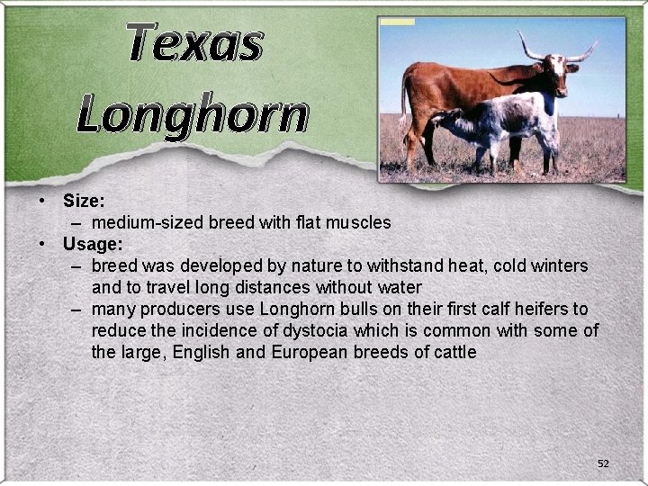 Texas Longhorn • Size: – medium-sized breed with flat muscles • Usage: – breed Texas Longhorn • Size: – medium-sized breed with flat muscles • Usage: – breed