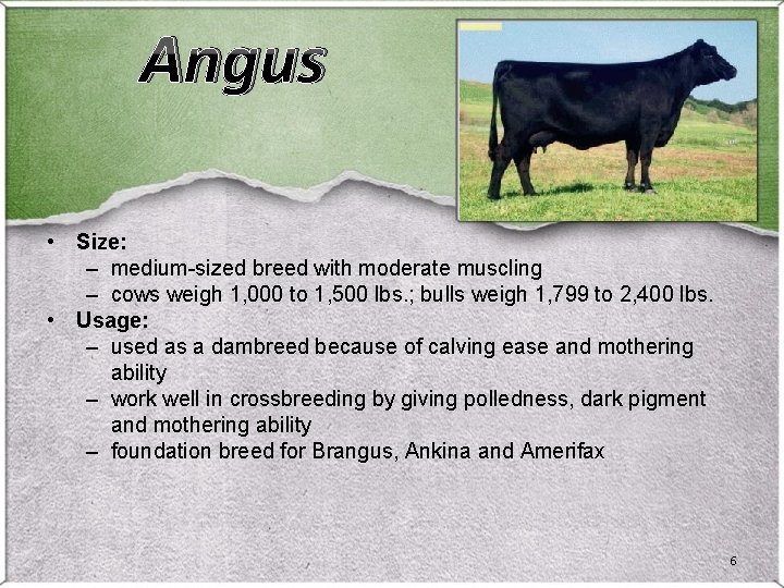 Angus • Size: – medium-sized breed with moderate muscling – cows weigh 1, 000 Angus • Size: – medium-sized breed with moderate muscling – cows weigh 1, 000