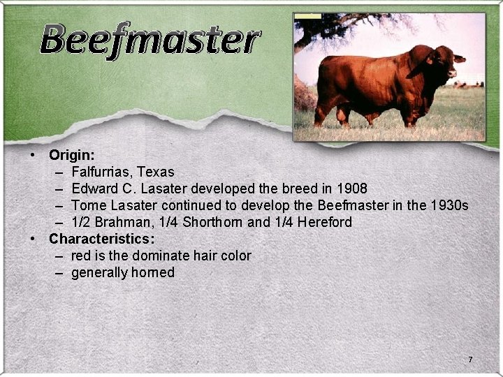 Beefmaster • Origin: – Falfurrias, Texas – Edward C. Lasater developed the breed in Beefmaster • Origin: – Falfurrias, Texas – Edward C. Lasater developed the breed in