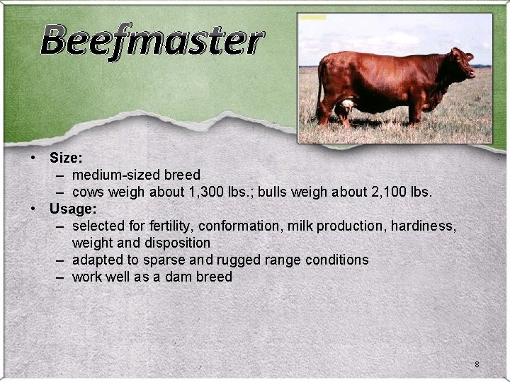 Beefmaster • Size: – medium-sized breed – cows weigh about 1, 300 lbs. ; Beefmaster • Size: – medium-sized breed – cows weigh about 1, 300 lbs. ;