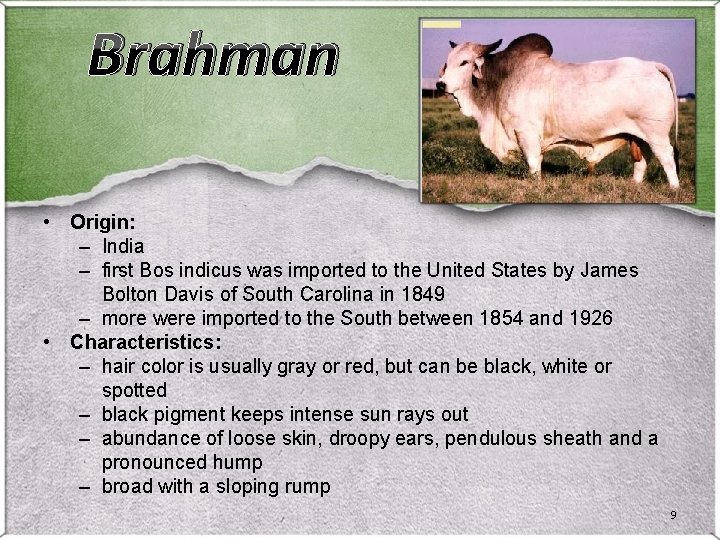 Brahman • Origin: – India – first Bos indicus was imported to the United Brahman • Origin: – India – first Bos indicus was imported to the United