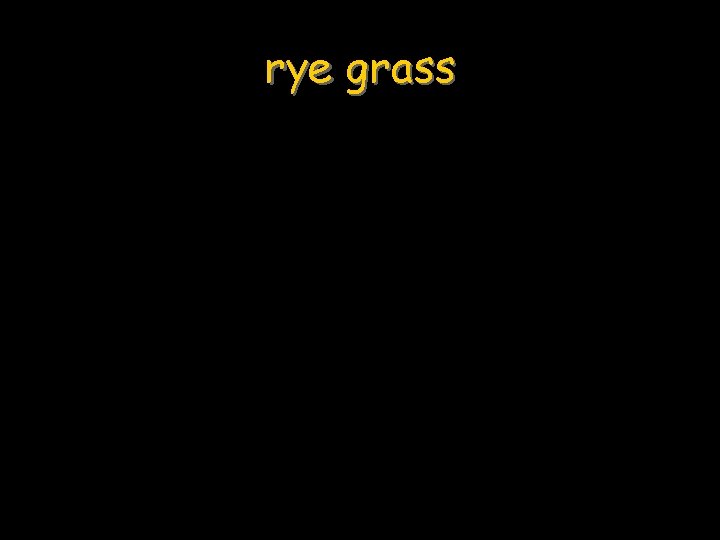 rye grass 