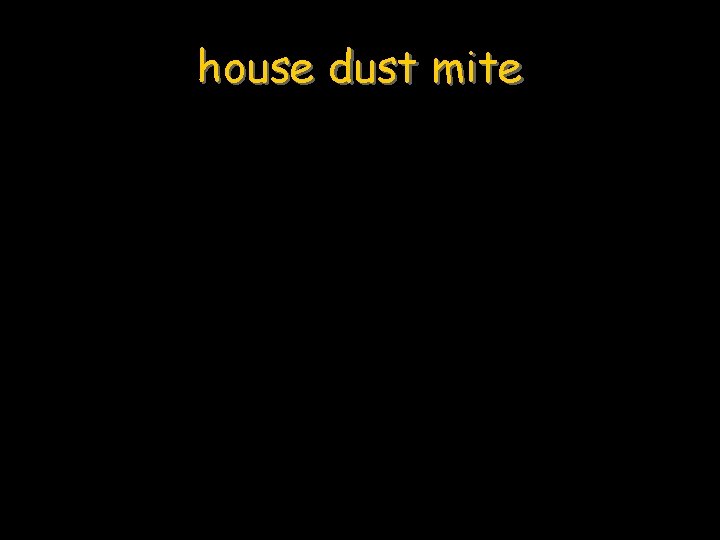 house dust mite 