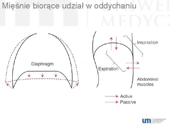 Mięśnie biorące udział w oddychaniu 