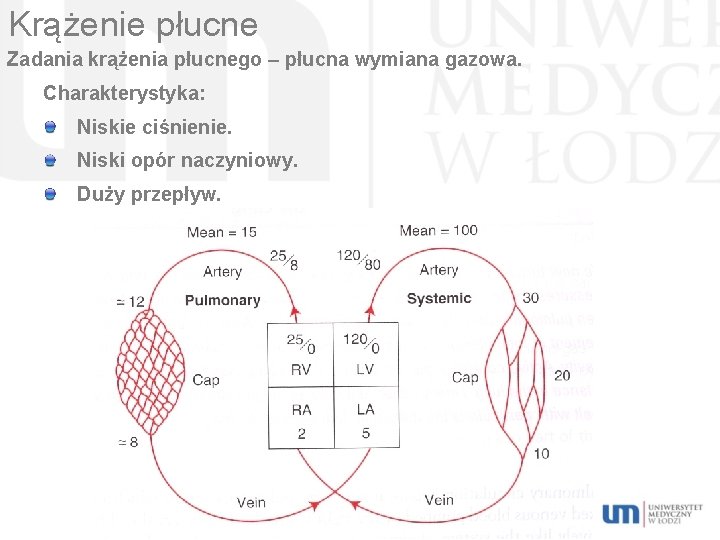Krążenie płucne Zadania krążenia płucnego – płucna wymiana gazowa. Charakterystyka: Niskie ciśnienie. Niski opór