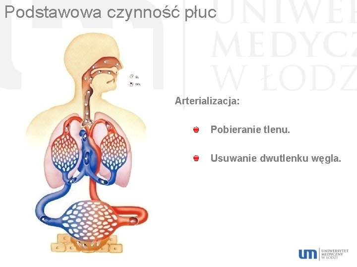 Podstawowa czynność płuc Arterializacja: Pobieranie tlenu. Usuwanie dwutlenku węgla. 