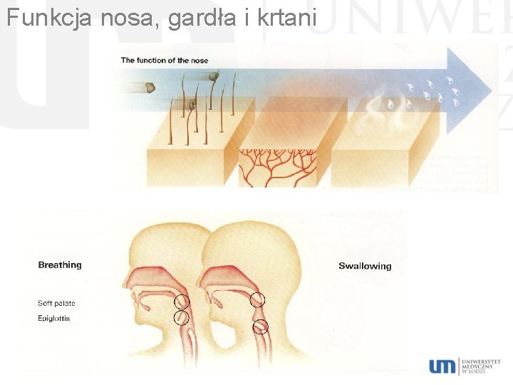 Funkcja nosa, gardła i krtani 