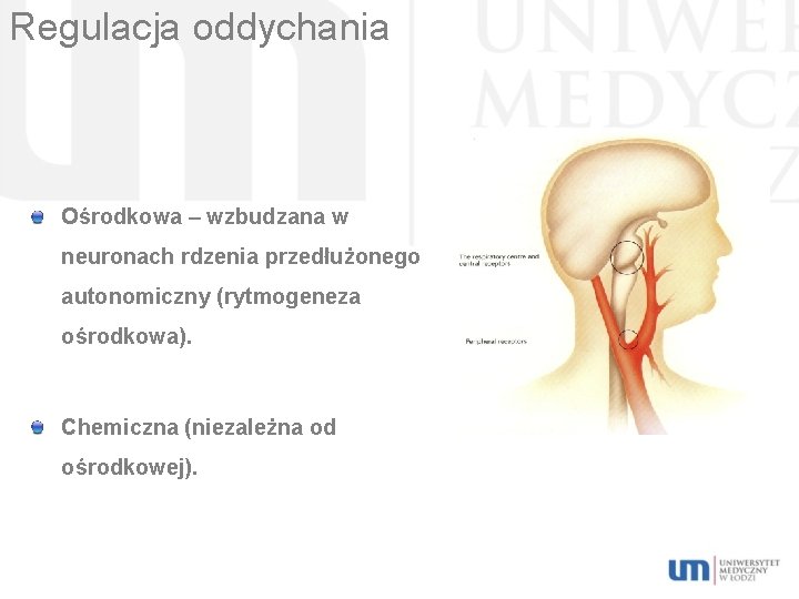 Regulacja oddychania Ośrodkowa – wzbudzana w neuronach rdzenia przedłużonego autonomiczny (rytmogeneza ośrodkowa). Chemiczna (niezależna