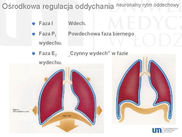 Ośrodkowa regulacja oddychania neuronalny rytm oddechowy Faza I Wdech. Faza PI Powdechowa faza biernego