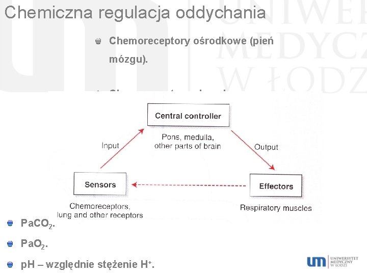 Chemiczna regulacja oddychania Chemoreceptory ośrodkowe (pień mózgu). Chemoreceptory obwodowe. Pa. CO 2. Pa. O