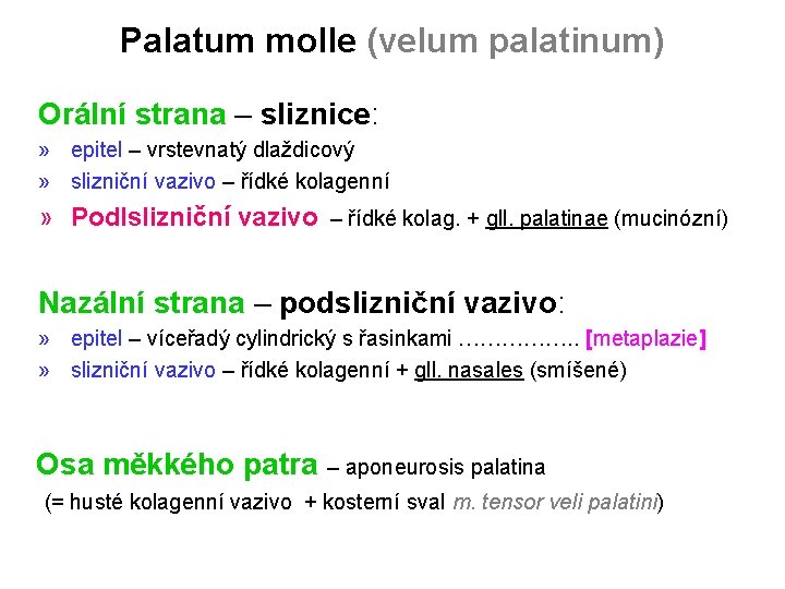 Palatum molle (velum palatinum) Orální strana – sliznice: » epitel – vrstevnatý dlaždicový »